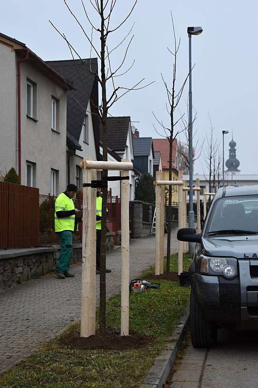 Zaměstnanci dodavatelské firmy se už pustili do sázení čtyř i pětimetrových stromů.