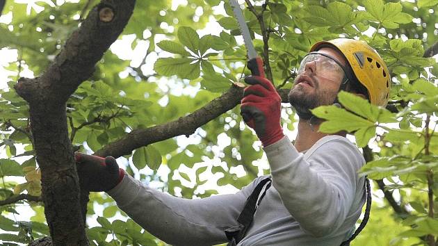 Odborné ošetření má devět desítek let starému jírovci ve Víru upevnit zdraví a prodloužit život. 