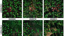 Snímky z dronu: zelená = zdravý strom. Žlutá = stresovaný, oranžová = pravděpodobně napadený a červená = napadený strom.