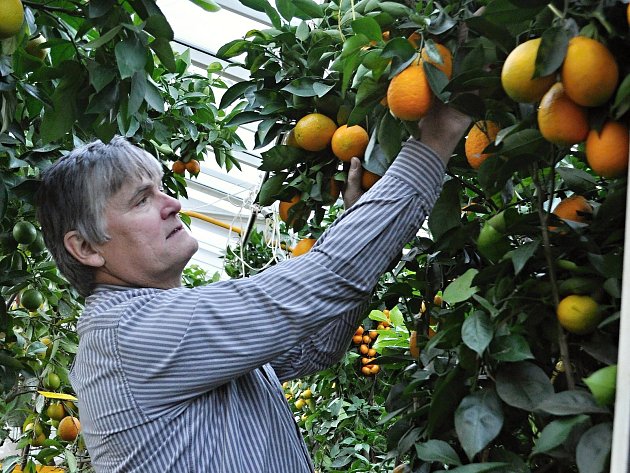 OBRAZEM: Pěstitelův skleník skrývá stovky citrusů