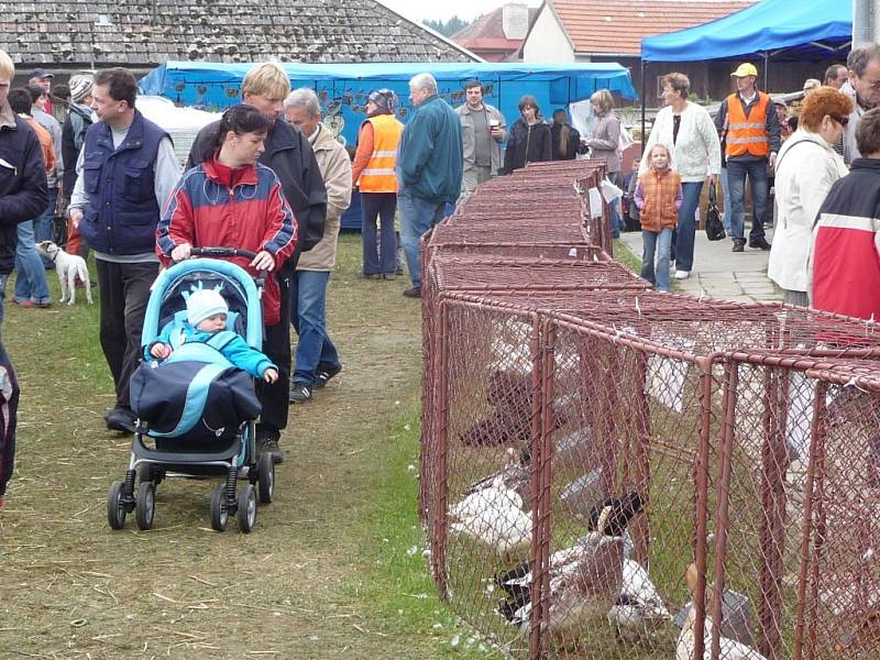 Z blízkého i vzdáleného okolí se na víkend sjeli chovatelé drobných zvířat do Bohdalova. Koná se tam jedna z největších výstav v republice. 