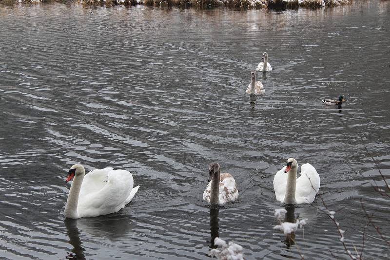 Kvůli ptačí chřipce dnes sčítali ve Štěpánově nad Svratkou domácí drůbež, okrasné ptactvo a jiné opeřence. Do vyhlášeného desetikilometrového ochranného pásma spadá i přečerpávací vodní nádrž ve Víru, kde se po hladině pohybují kachny, labutě a další voln