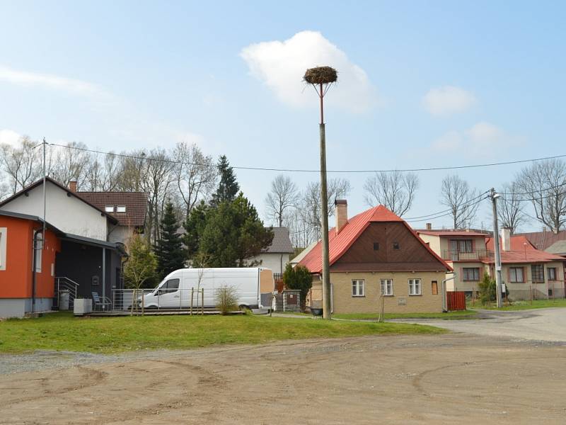 První čápi bílí, kteří se letos objevili ve Žďárských vrších, zamířili na hnízdo do Vojnova Městce.