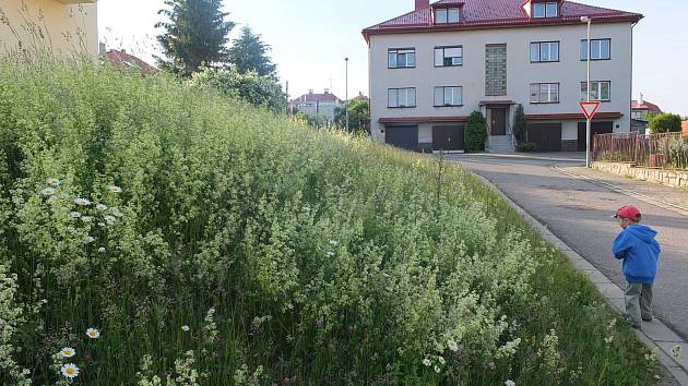 Sečení trávy ve městě? To je teď ve Žďáře ožehavé téma - Deník.cz