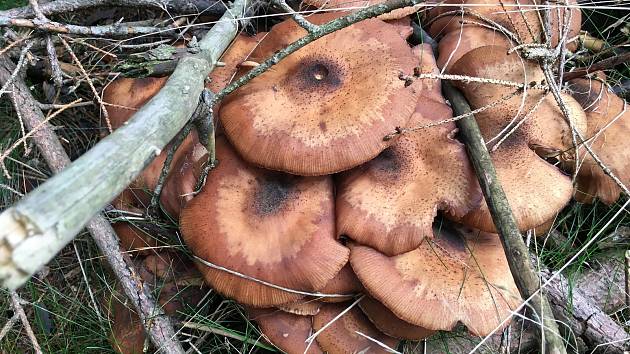 Václavky patří k nejoblíbenějším podzimním houbám.