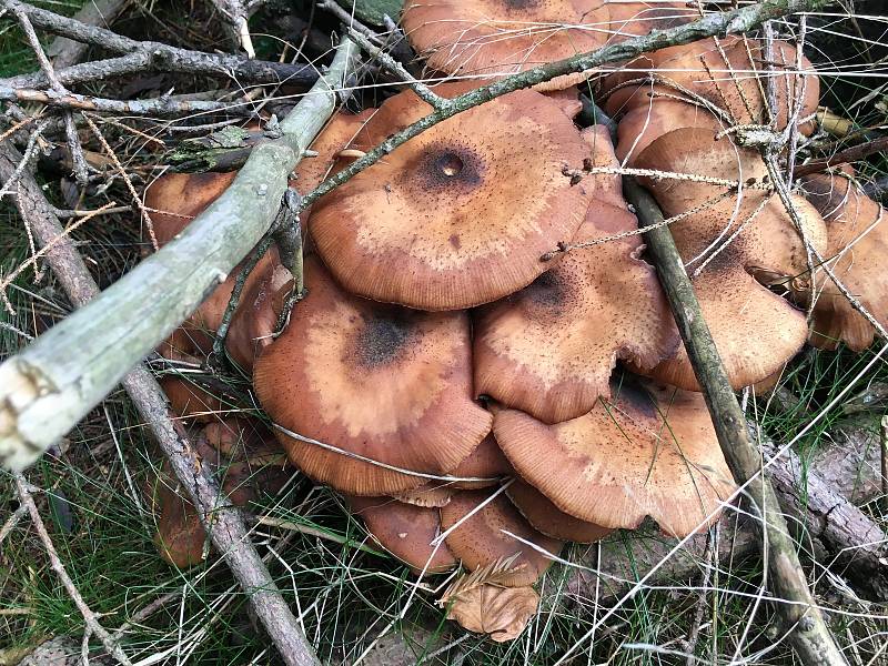 Václavky patří k nejoblíbenějším podzimním houbám.