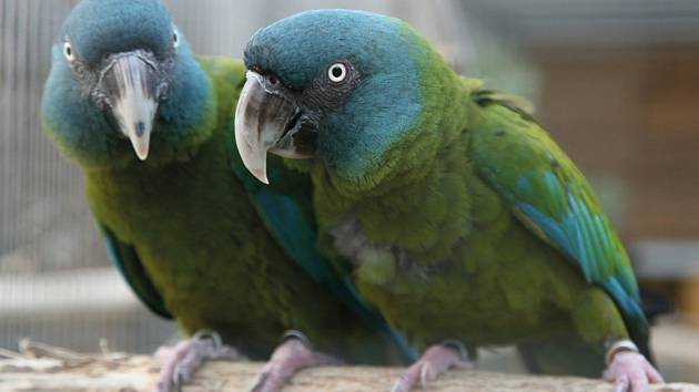 Vzácný papoušek z Peru ulétl na Pardubicku, jeho majitel žádá o pomoc