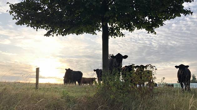 Značka Mitrovsky Angus dostala prestižní ocenění