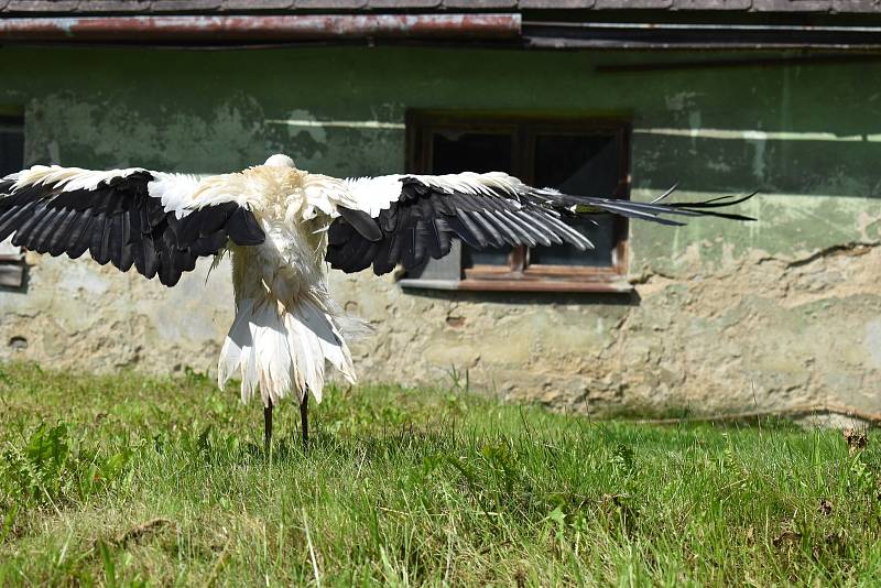 Poraněné čapí mládě se promenádovalo po soukromé zahradě.