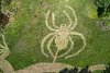 Obří pavouk a ještěrka na rašeliništi v Hojkově. Proč obrazy vzniky? Podívejte