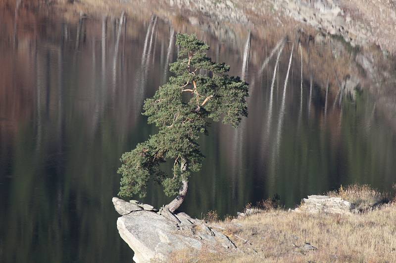 Solitér roste na skalnatém ostrohu levého břehu Vírské přehrady.