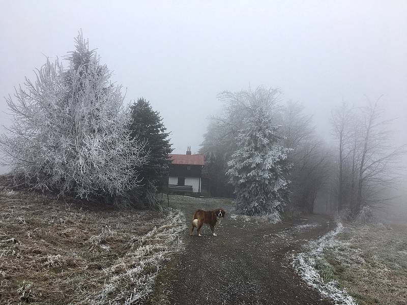 Stromy, keře i rostliny dostaly bílý kabát.