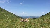 Lyžařská oblast Fellhorn Kleinwalsertal