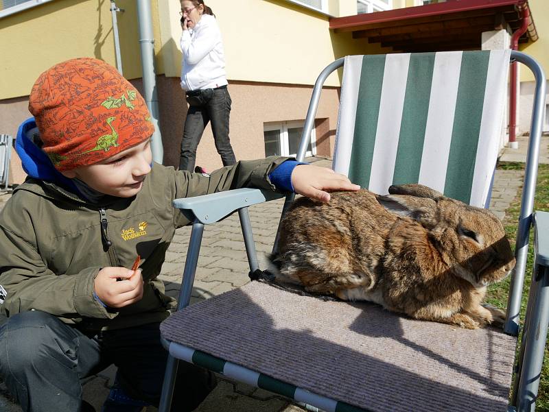 Zájemci si mohli prohlédnout králíky, holuby, drůbež i mnoho dalších druhů zvířat. Čekal na ně i bohatý doprovodný program.