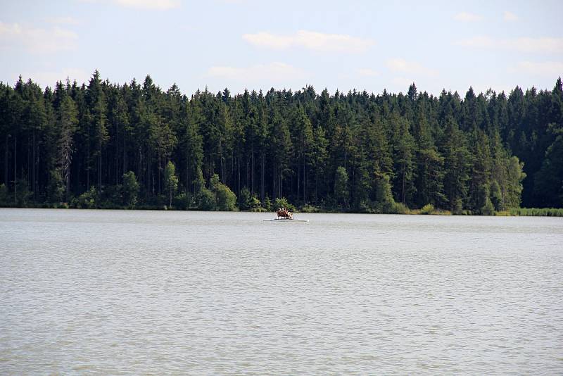 Voda v rybníku Medlovu je ke koupání nevhodná. Přesto se tam lidé koupou.