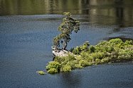 Chudobínská borovice vypínající se na jednom z ostrohů Vírské přehrady se stala loni Evropským stromem roku. 

