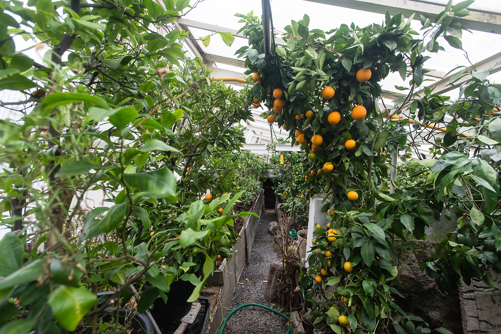 Podívejte se, jak právě ve skleníku na Vysočině dozrávají pomeranče -  Jihlavský deník