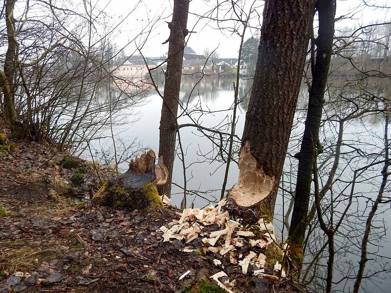 Ochranáři u Konventského rybníka napočítali několik desítek čerstvě okousaných stromů.