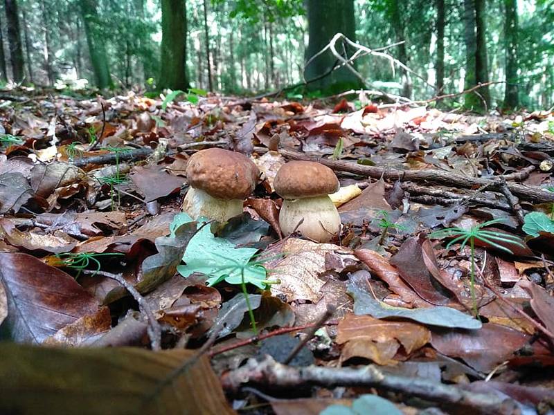 Aktuální úlovky z lesů na Vysočině. Foto: Hynek Boháč