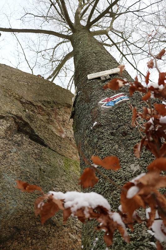 Vykácené stromy, paseky, mizející turistické značení i tabulky terénní záchranné služby má na svědomí lýkožrout smrkový.