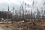 Les u Jamného a Rytířska zničil kůrovec.