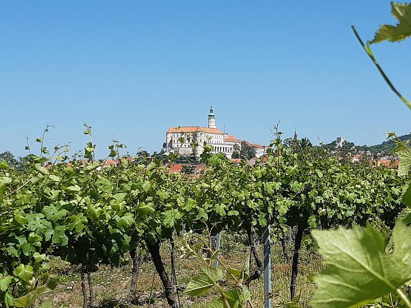 Rozjíždí se sezóna výletů Krajem vína po Moravských vinařských stezkách. Jejich cílem bude i podpora tornádem poničených obcí