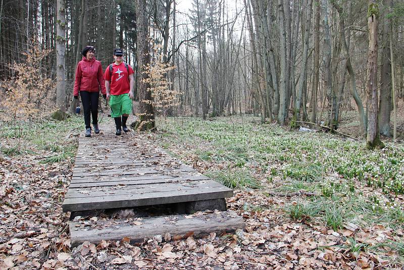 Je čas bledulí. Malá víska Chlébské, ležící na rozhraní Kraje Vysočina a Jihomoravského kraje už zase přitahuje davy zvědavců ze všech koutů republiky.