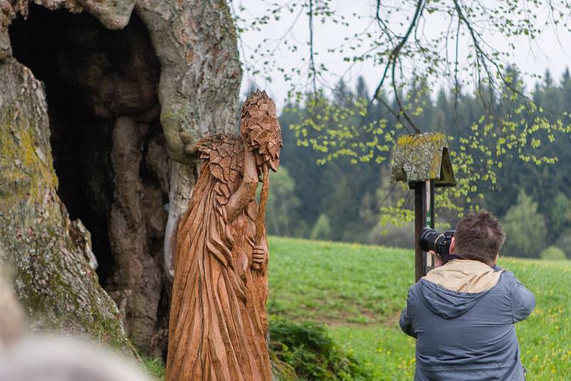 Lípa u Chobotského dvora v Kuklíku se bude ucházet o titul Strom roku.