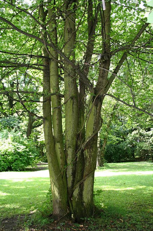 V době, kdy se stal majitelem nemovitosti Gabriel Gudenus, vznikl unikátní park, který je součástí zámeckého areálu.