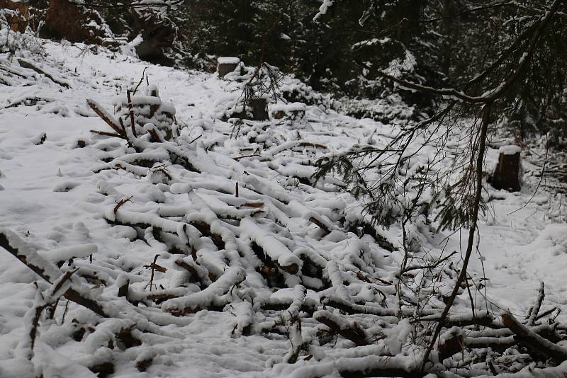 Vykácené stromy, paseky, mizející turistické značení i tabulky terénní záchranné služby má na svědomí lýkožrout smrkový.