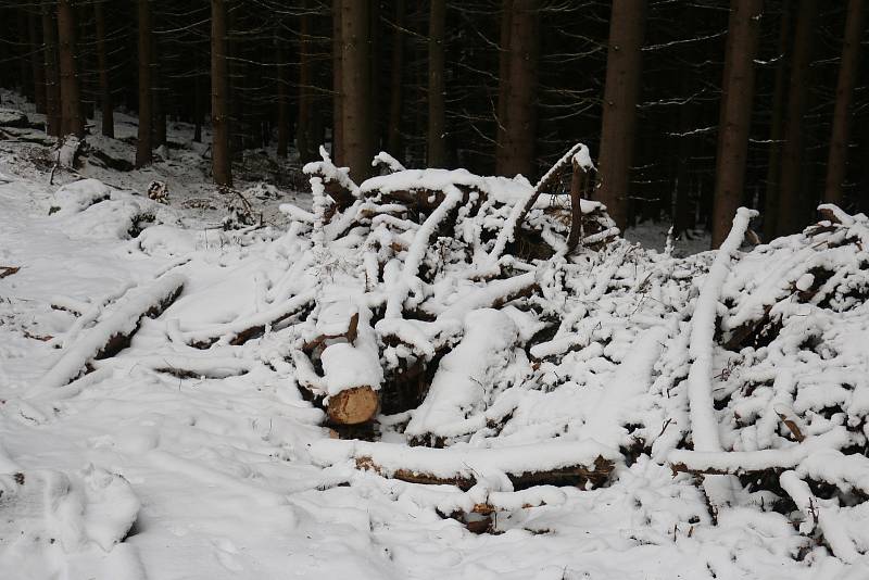 Vykácené stromy, paseky, mizející turistické značení i tabulky terénní záchranné služby má na svědomí lýkožrout smrkový.