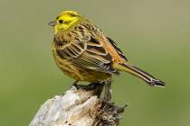Samec strnada zhruba o velikosti vrabce má citronově zbarvenou hlavu a žlutavou spodinu těla. 