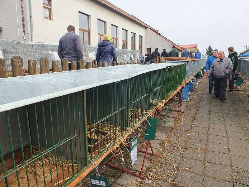 Největší chovatelská výstava v Kraji Vysočina přilákala o víkendu davy návštěvníků.