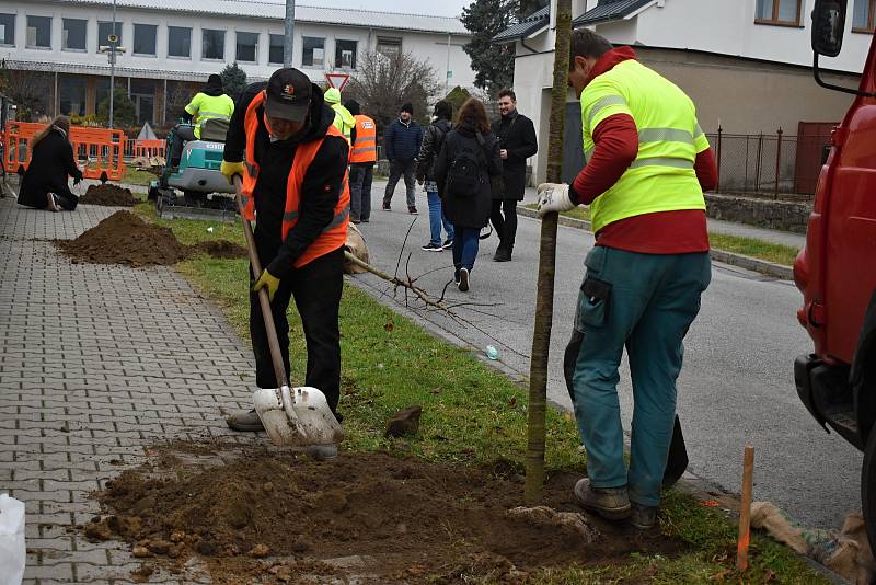 Zaměstnanci dodavatelské firmy se už pustili do sázení čtyř i pětimetrových stromů.