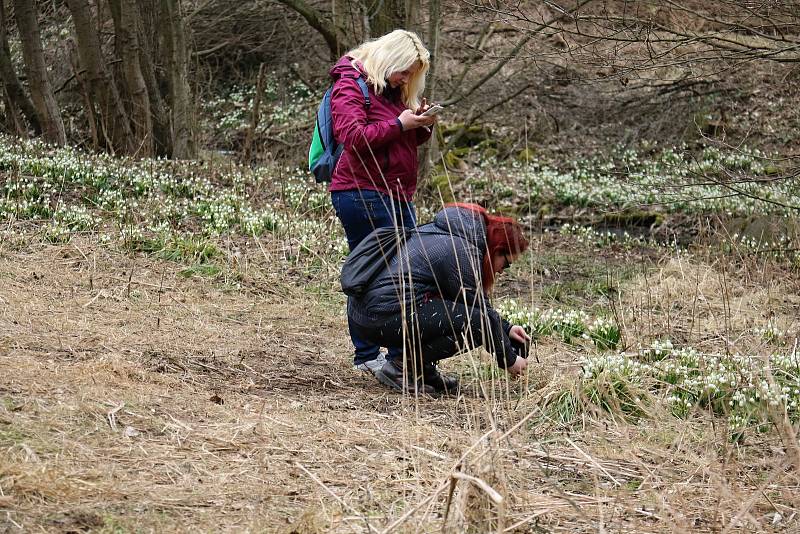 Břehy Chlébského potoka zdobí rok co rok bílé koberce bledulí.