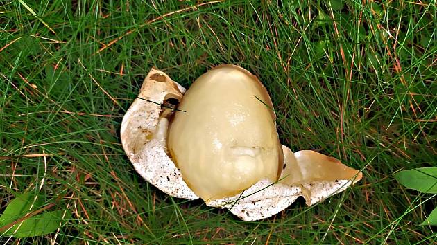 Houbaři na Žďársku našli dinosauří vejce. Podívejte se, co se z něj vyklubalo