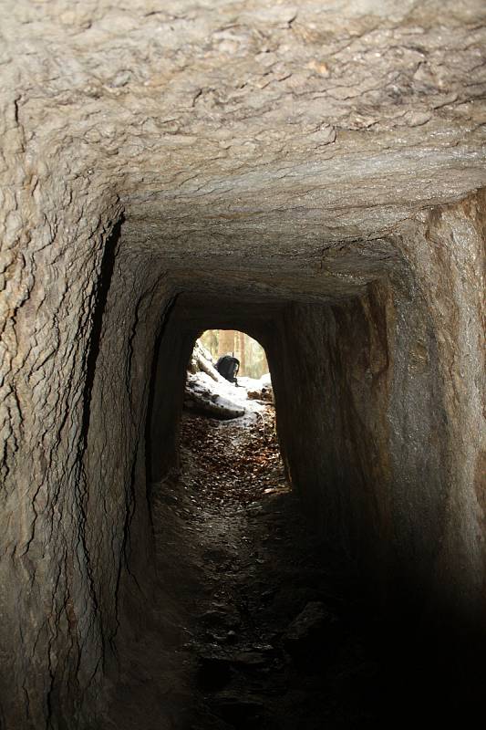 K zimnímu spánku netopýrům slouží stejně dobře stará důlní díla, jeskyně či sklepní prostory.