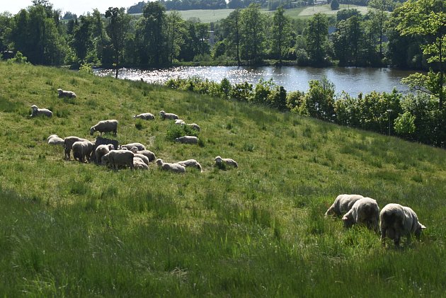 Bez vody a se zničenou ohradou. Lidé ohrožují ovce na žďárské Zelené hoře