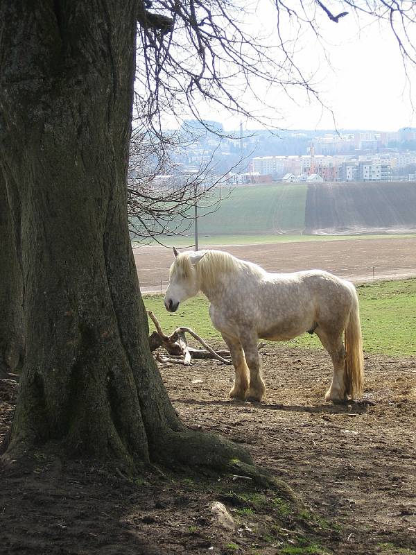 Kam vyrazit ve Žďáře nad Sázavou a jeho okolí