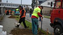 Zaměstnanci dodavatelské firmy se už pustili do sázení čtyř i pětimetrových stromů.