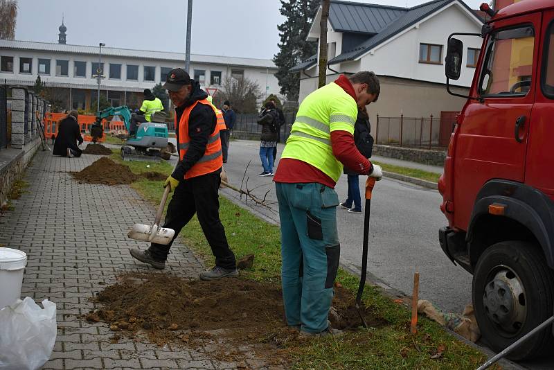 Zaměstnanci dodavatelské firmy se už pustili do sázení čtyř i pětimetrových stromů.