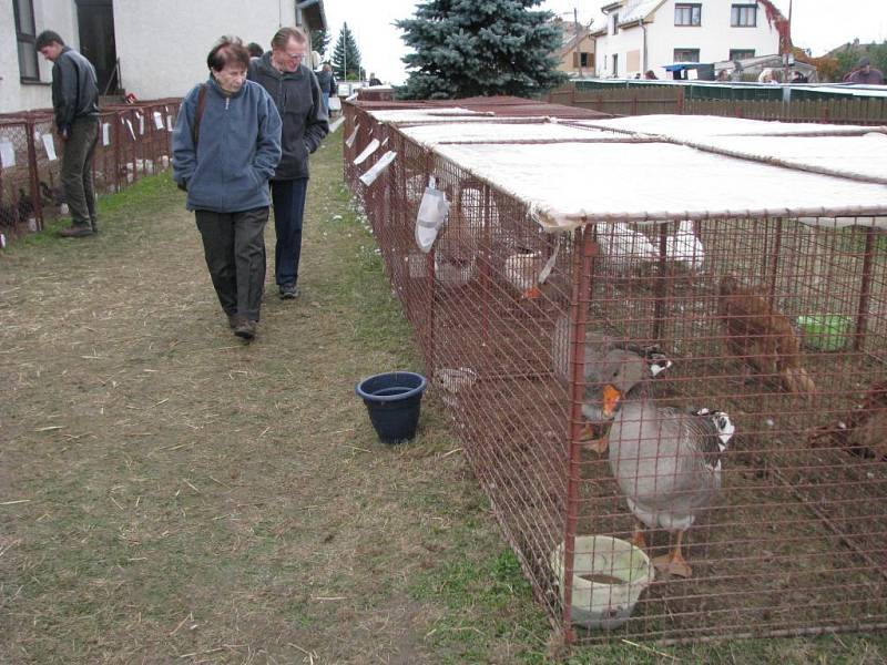 Největší výstava drobného zvířectva na Moravě se koná v Bohdalově na Žďársku. 