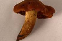 Pavučinec plyšový je jedna z nejzákeřnějších a nejnebezpečnějších hub. Ač je ve starých houbařských atlasech veden jako jedlý, je ve skutečnosti smrtelně jedovatý.