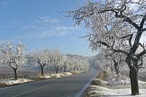 Stromořadí u silnice v Jabloňově soutěží o titul Alej roku. Podle autora fotografie je krásná v každém ročním období.