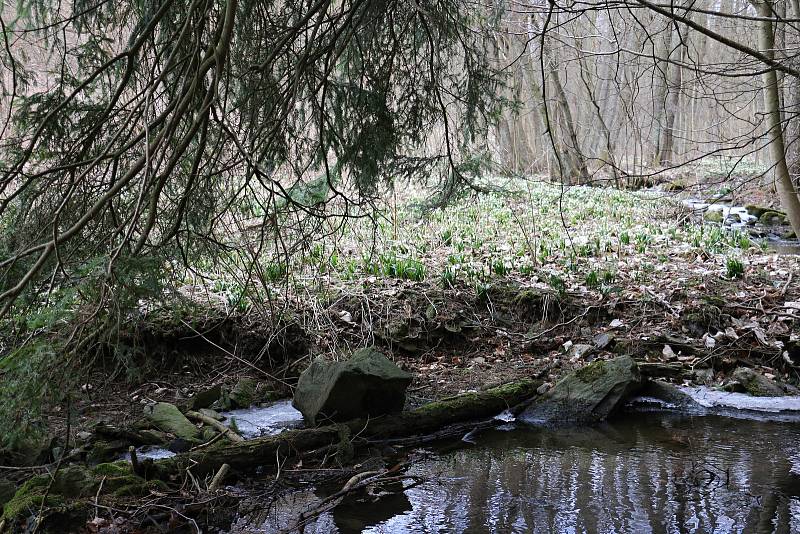 Břehy Chlébského potoka zdobí rok co rok bílé koberce bledulí.