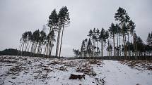 Kvůli kůrovcové kalamitě z lesů mizí i turistické značky.