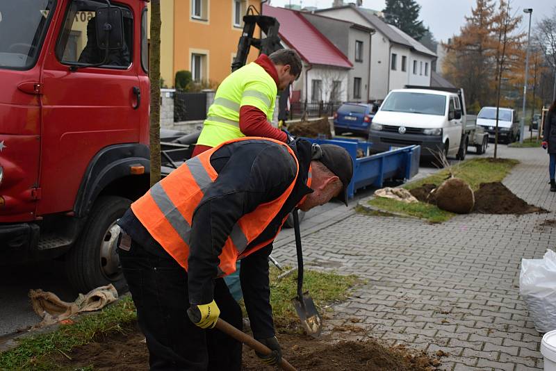 Zaměstnanci dodavatelské firmy se už pustili do sázení čtyř i pětimetrových stromů.