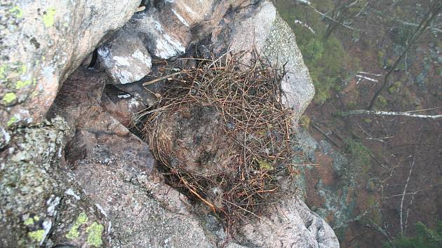 Ochranáři monitorují hnízda krkavců na skalách.