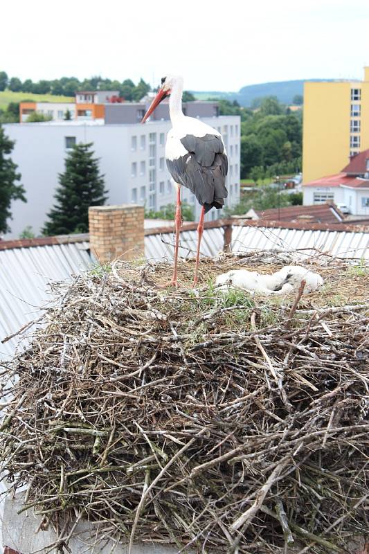 Čápice Anita byla po svém vyléčení slavnostně vypuštěna zpět do přírody. Rok na to vyvedla spolu se svým partnerem na hnízdě v Novém Městě tři mladé.