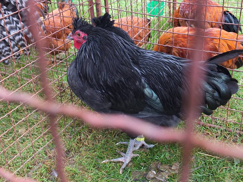 Největší chovatelská výstava v Kraji Vysočina přilákala o víkendu davy návštěvníků.